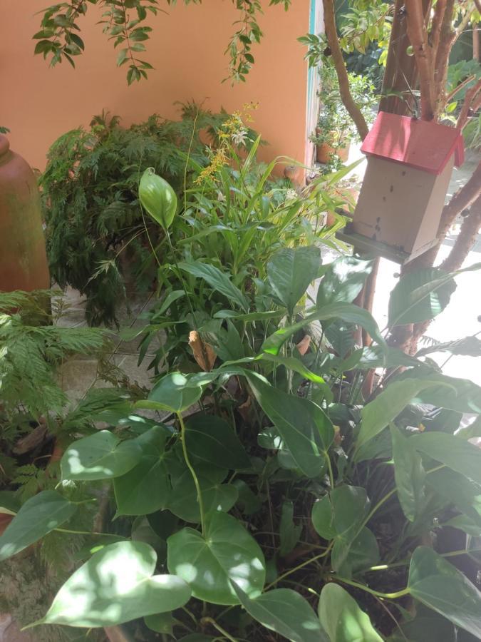 Recanto Toca Das Plantas De Ilhabela I Esterno foto