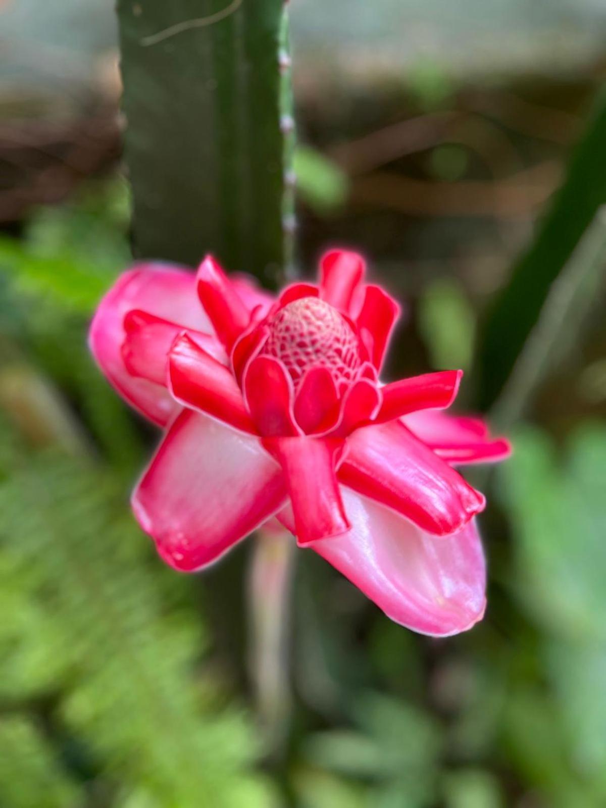 Recanto Toca Das Plantas De Ilhabela I Esterno foto