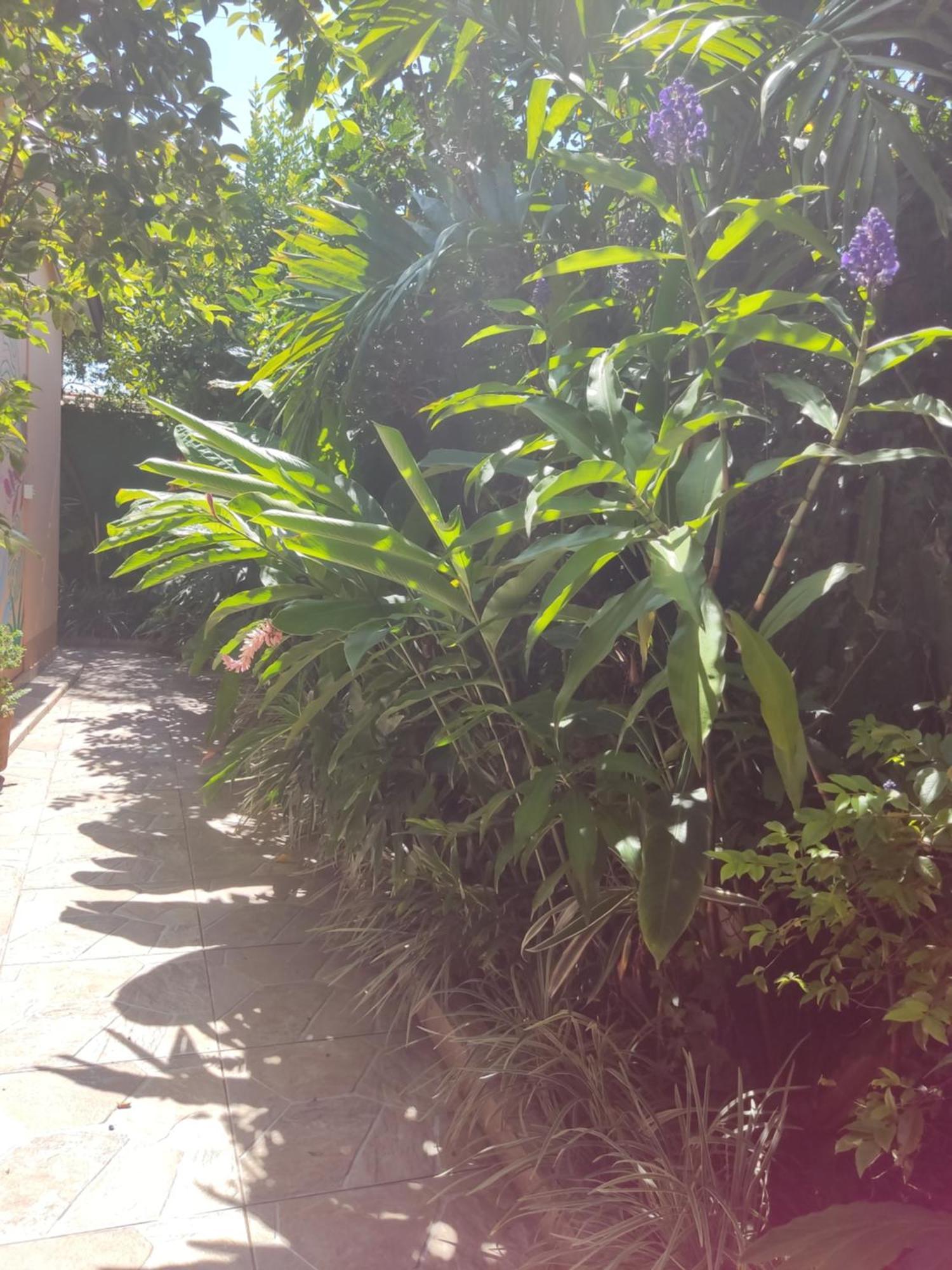 Recanto Toca Das Plantas De Ilhabela I Camera foto