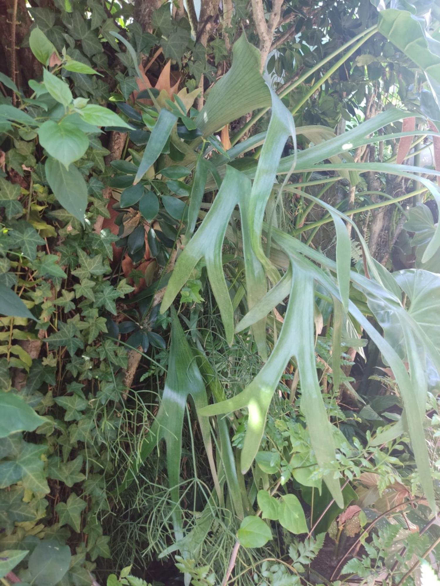 Recanto Toca Das Plantas De Ilhabela I Camera foto
